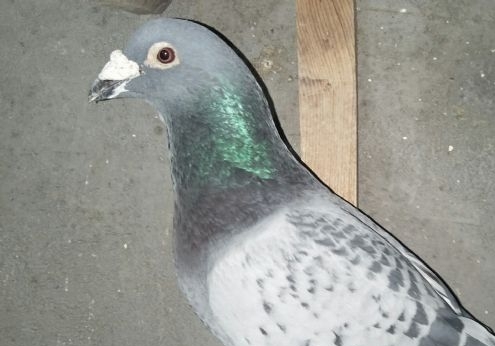 ͷ����Բ���ܷɣ�