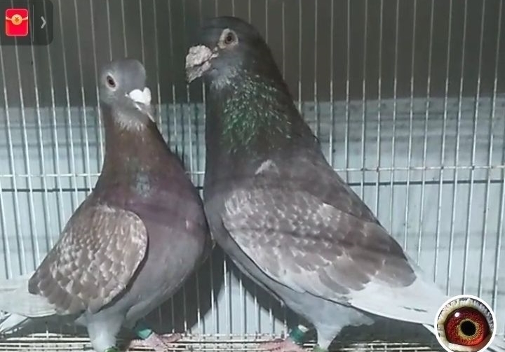 ��һ�γ��������䣺���ֲ��Ǿ����Ǿ�