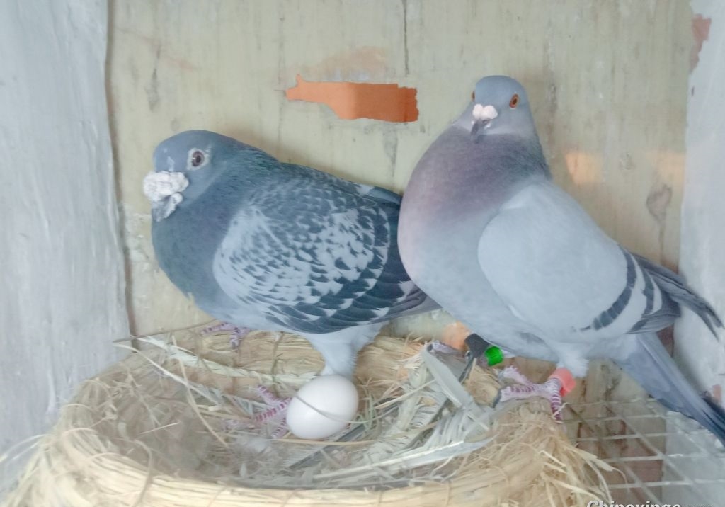 �����������ԣ�ĸ�ӻ�Ѫ�������ٴ�