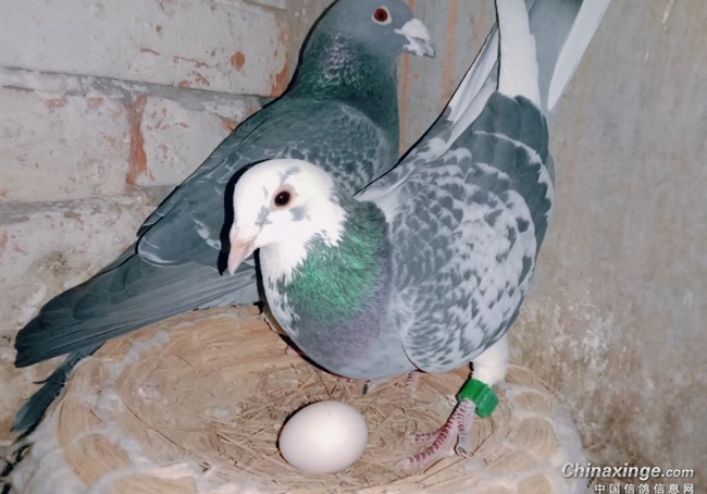 �ڰ�����ԣ�����֮���ǿǿ����