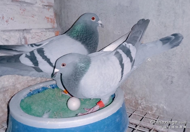 ���䱣ķ�룺�����ָ�æ����