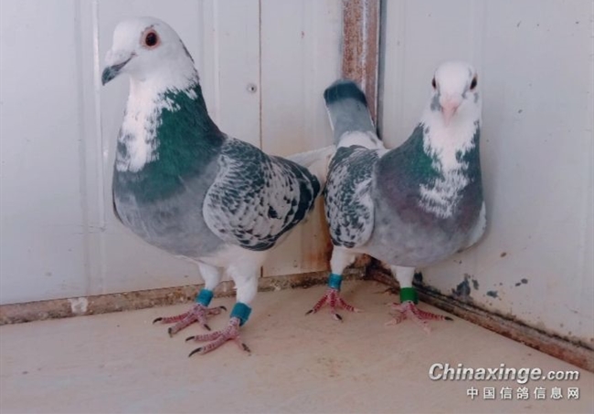 ����Ȥ�£�һ�����ƶȼ��ߵ�ĸ��