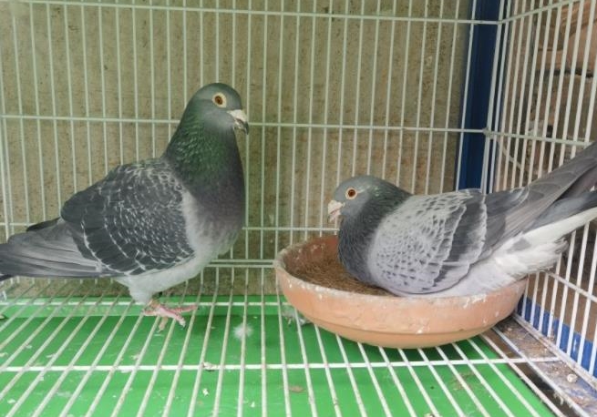 ����Ϻ�������� ��������ھ��Ӵ�