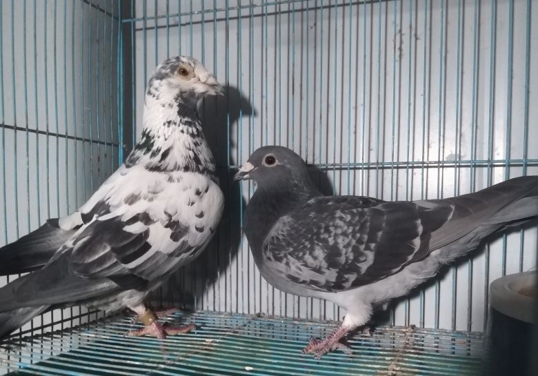 һ��11�����Ļƽ��ָ�