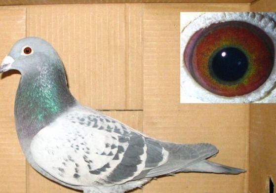 ʲô���ĸ��Ӹ���̭��