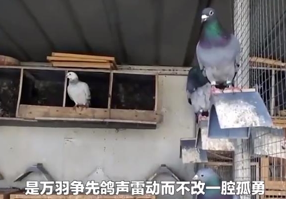 ������������ ����ô����