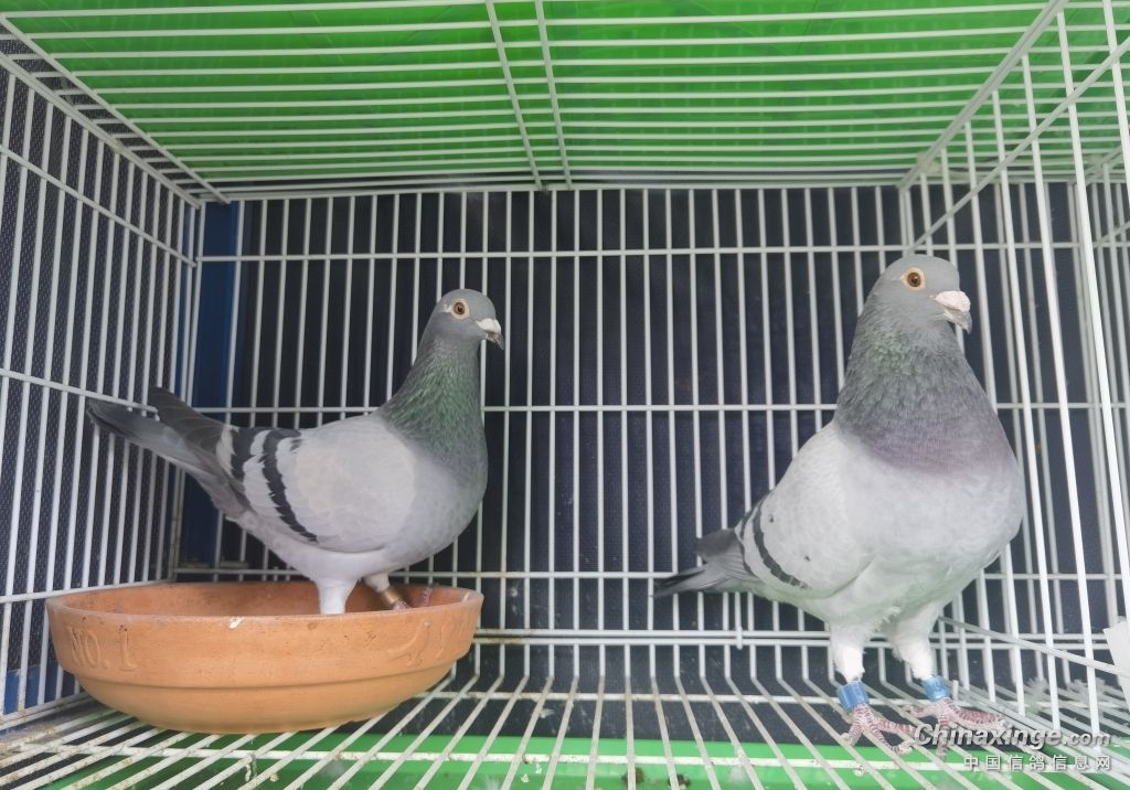 600����ھ�������ֱŮ ֵ���ڴ�