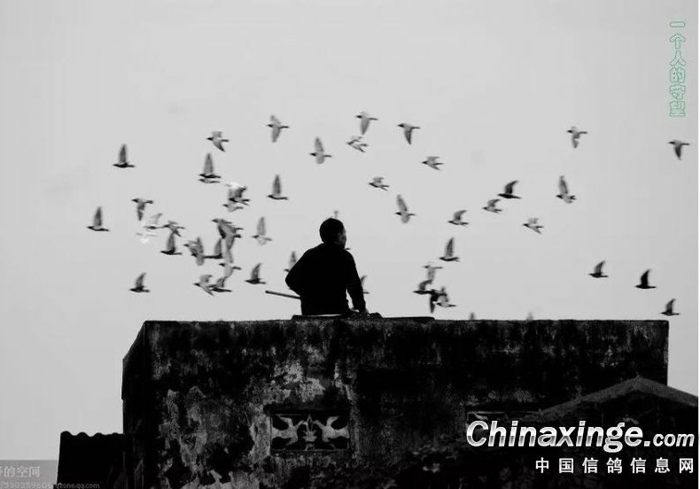 讨论：不丢鸽的关键因素究竟是什么？