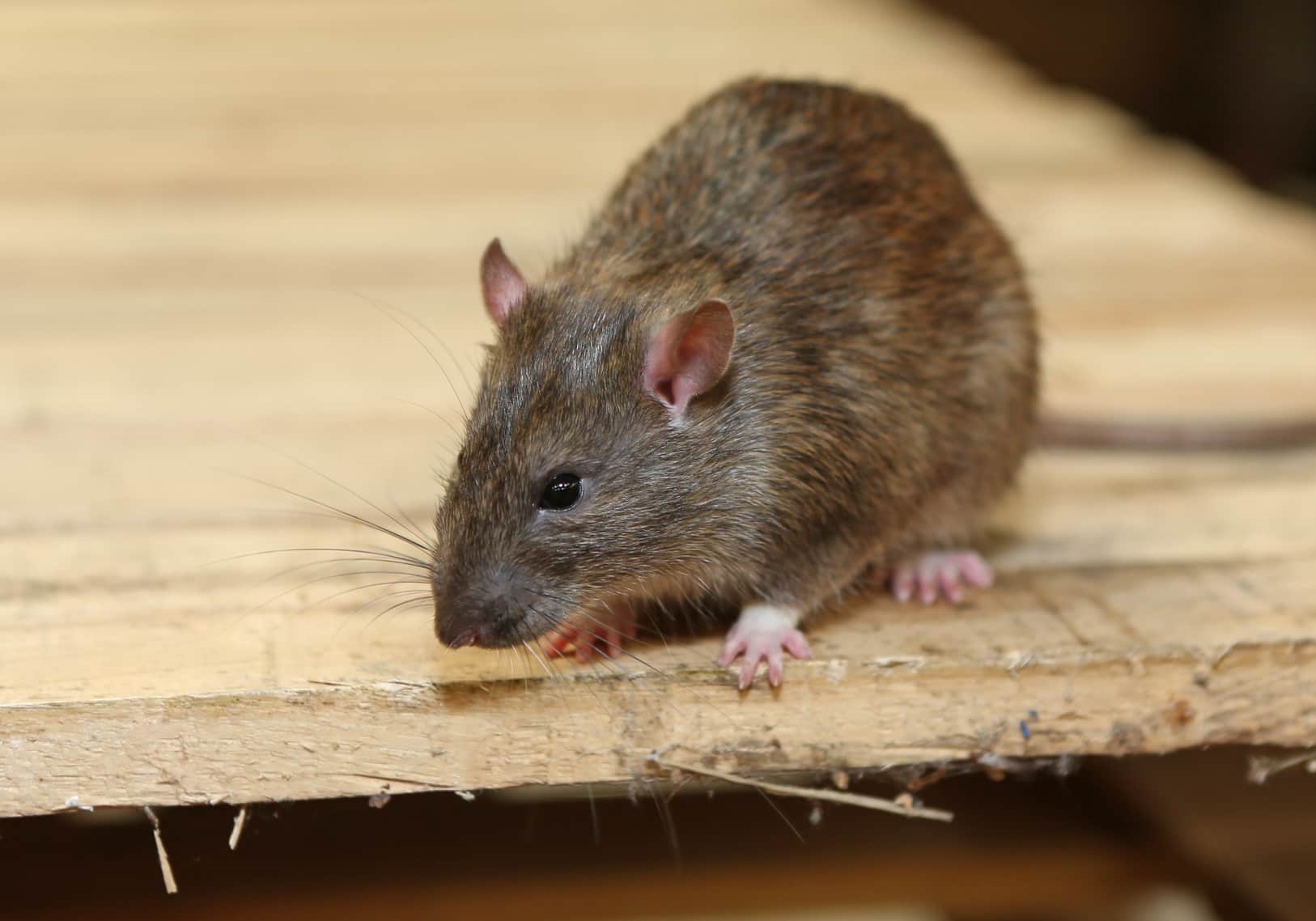 ��̫���ˣ������սȫ��ʧ�ܸ�զ�죿