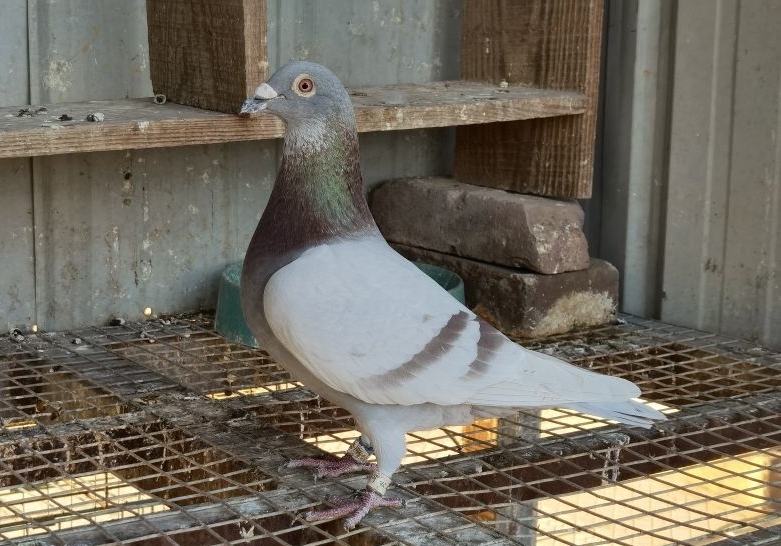 ���ֲ�ͻ��ȴվվ�鳲 ����������