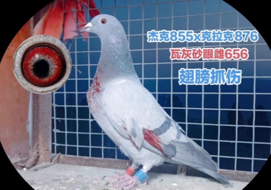 ���˻Ҵ�656���������ǿ����