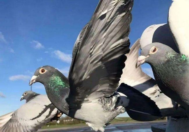 ����ƴ��̬ ����������Ӯ������
