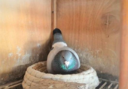 �����һ��ֻ����һ������