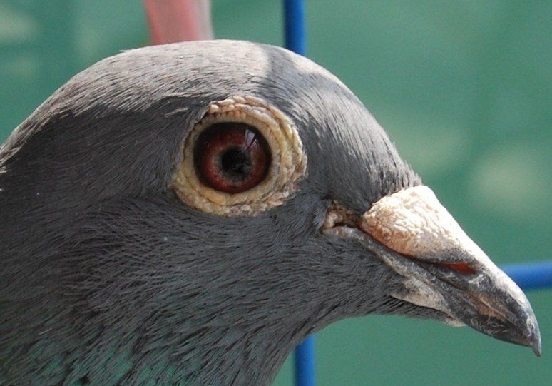 �ĸ������� ˭�������еĸ��ǣ�