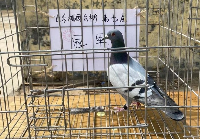���վ����߹鳲 ɽ����԰�����ھ�����
