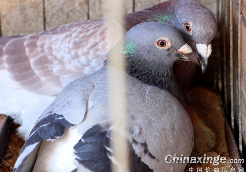 2-3�¼�Ӱ�����ӽ��� ϣ������