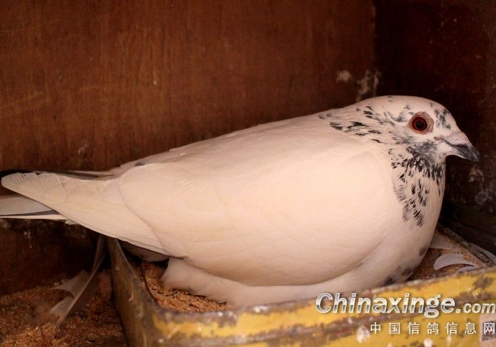 �ָ뱧��ʱβ���н�����