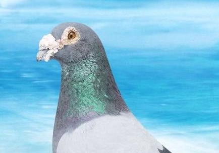 ���᲻�ϵİ�����Ե �����ָ�����