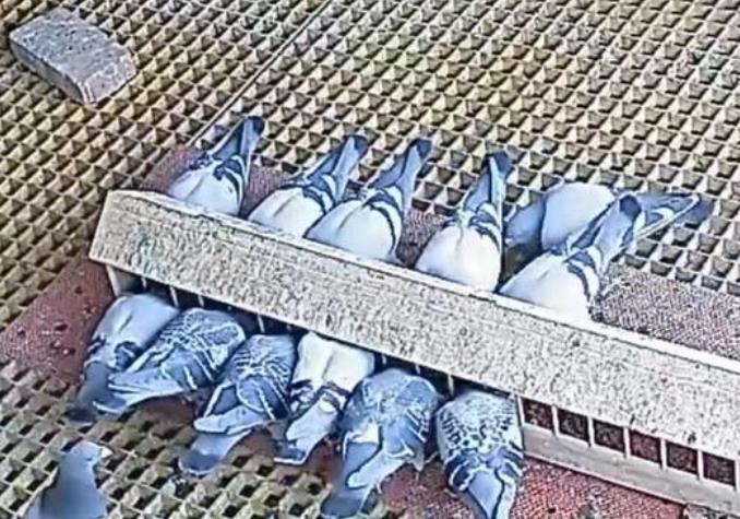 Ҫ�����ӿ�ʳ