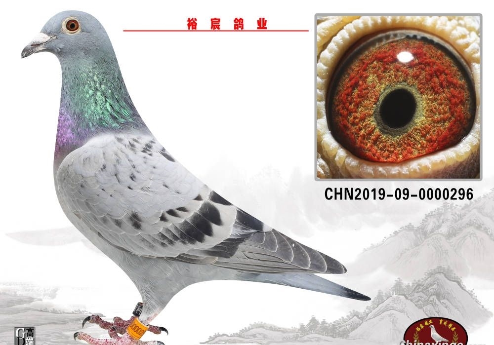 ˫�۷�С���� ˫�Ʒɴ���С