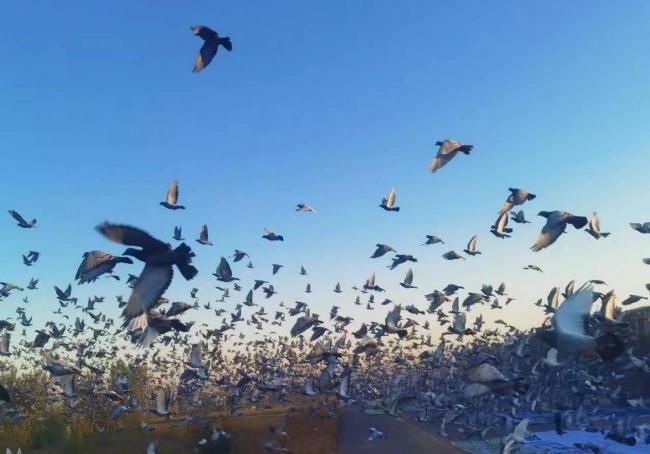 �ż�����ѵ�Ŵ���ʧ��ı���