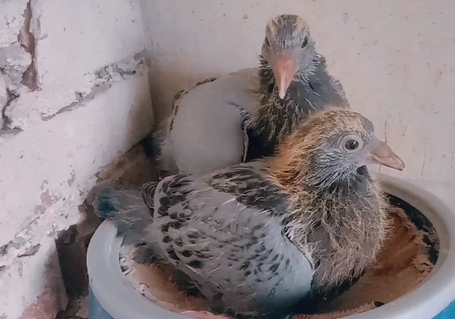 ������Ϊ��