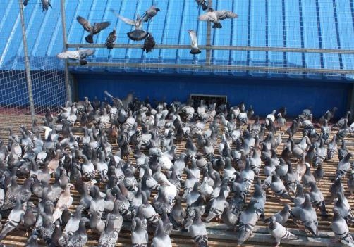 �����Ĳ��