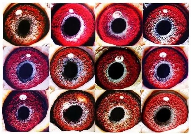 û�ɹھ����ǡ���������