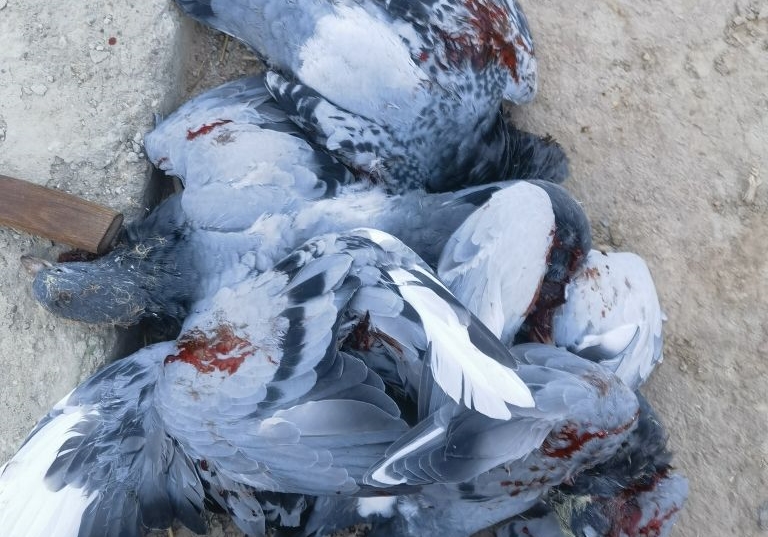 ��̭����̭��