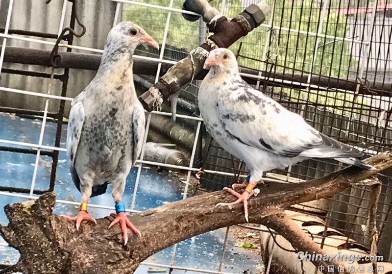 �������ʤ���� ���Ǿ������������