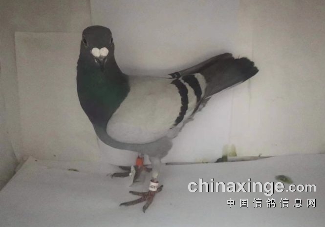 �����а˰ٹ����սǰʮ��ԭ��̬��