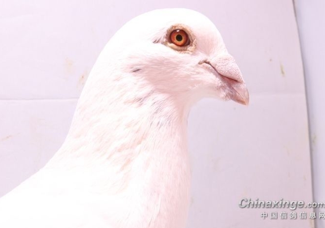 �����벻��ѡ��Щ��ɫ��