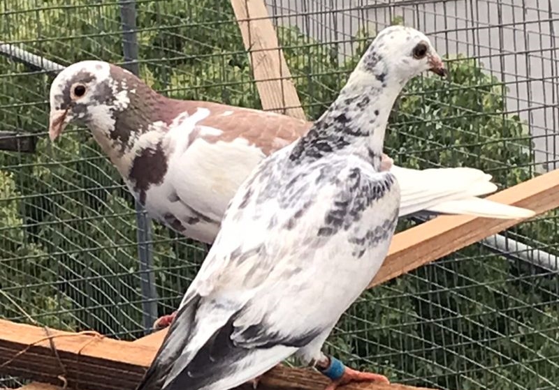 ��������־���