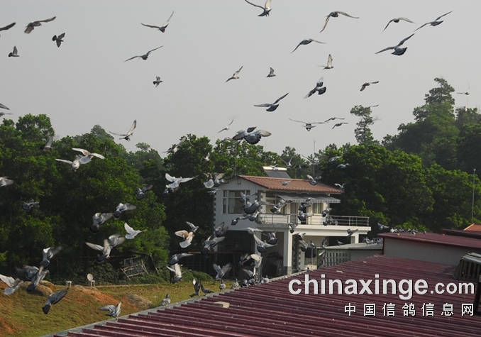 ��������ս���ɴ�ȫ����ȥ�������ˡ�