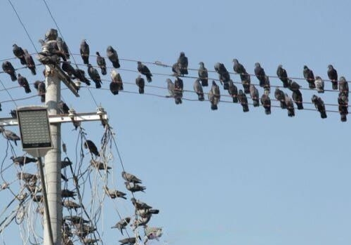 �������������ѹ鳲 �˱������ǵĻ���