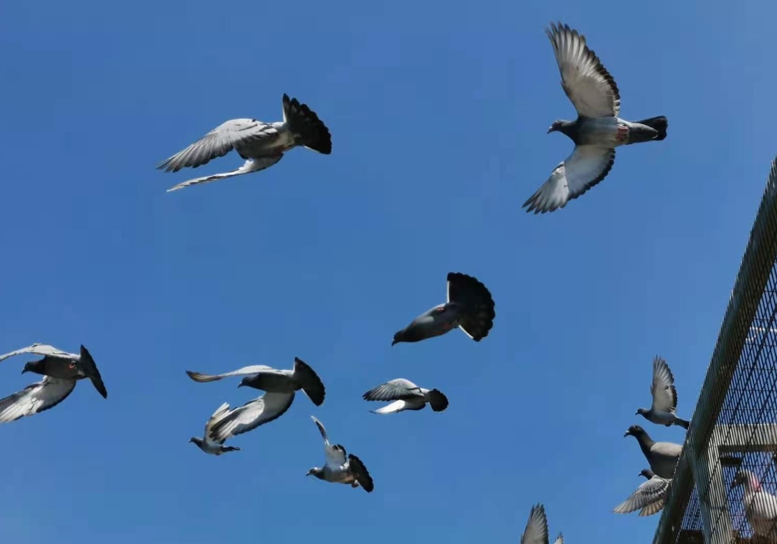 �鳲�ˣ��㺺���ǧ������������