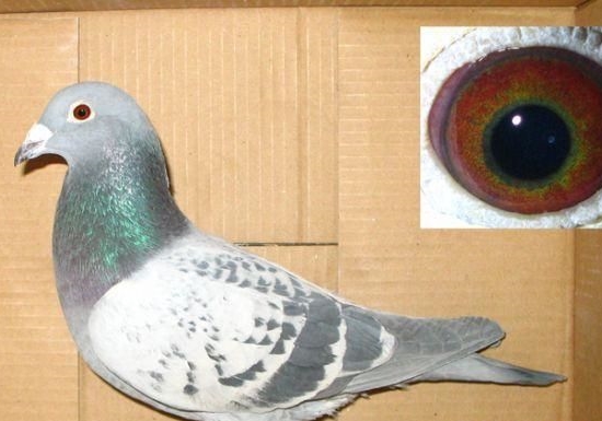 ������Ҫ��