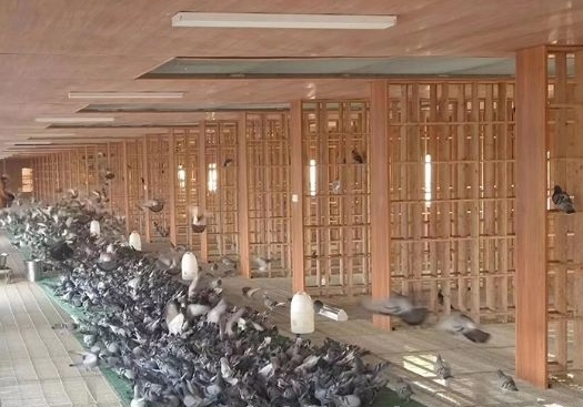 八年庆典送杜康 江苏万羽秋棚收鸽超8700羽