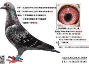 ��Ѫͳ�����ճ�Զ�̻񽱸�����