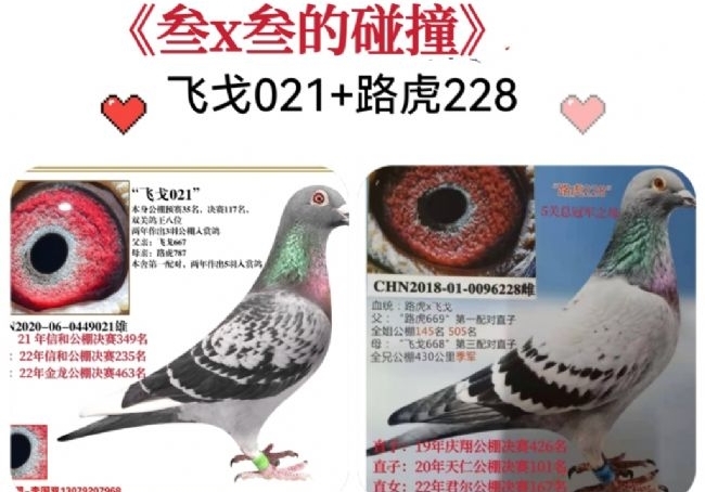 育而无种？玩路虎飞戈这十年
