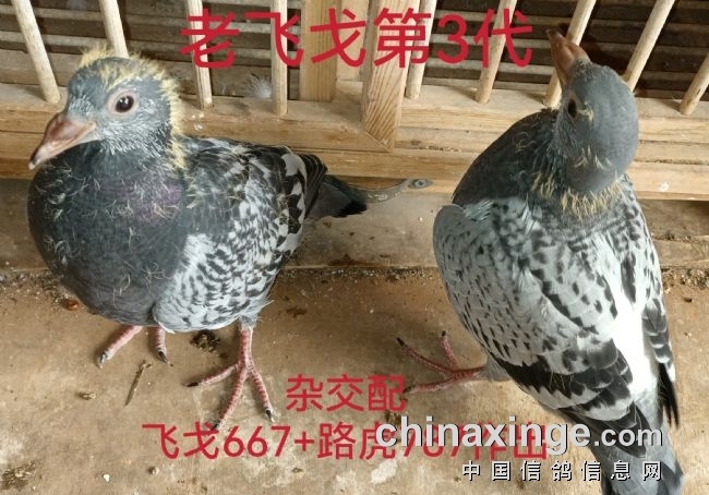 老飞戈的第三代 四代 五代幼鸽集体亮相！