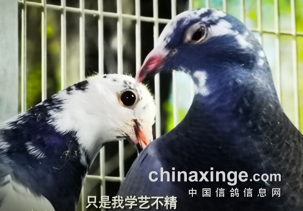 观《你好，鸽先生》有感：冠军是修来的