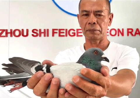 ������ҫ�����ع鳲���� �ھ�������