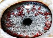 ʮ����ղɭ�ϰ������ͣ�һ��