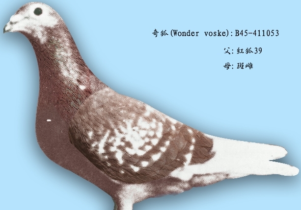 ����ղɭ���뵵������ϵ�о������¾���