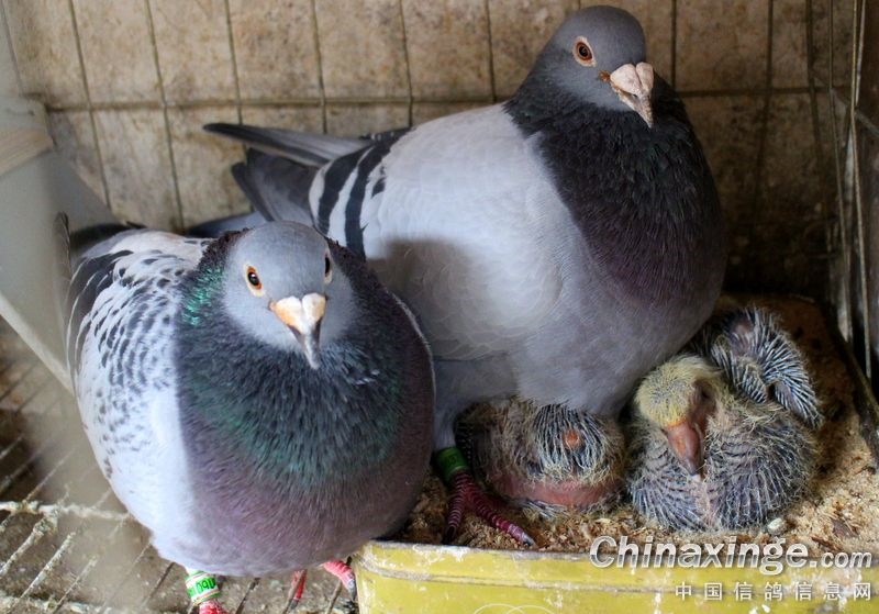 ��վ���ɸ�λ�����ֳɹ���