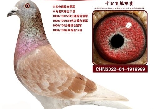 ����ǧ�����Ǿ���ô�䣿