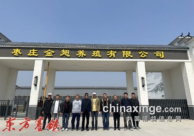 山东金翅120天收鸽1.6万羽提前封棚