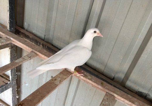 ��������̸֮ �ߴ��ظ��������о�