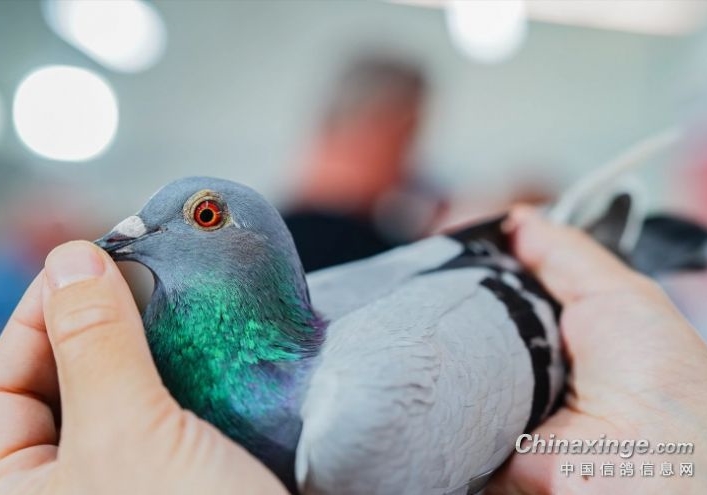 ֻ��Ѫͳ������